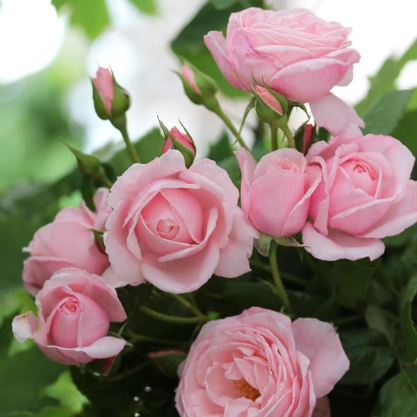 法国月季"娜希玛"不仅拥有漂亮的柔粉色花朵,而且是藤本,大花,浓香