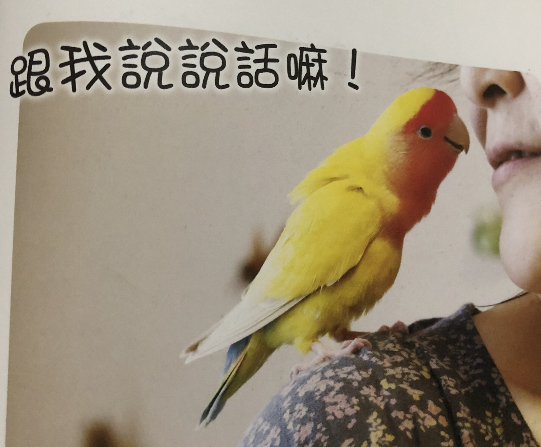 鹦鹉肢体语言图解⑤