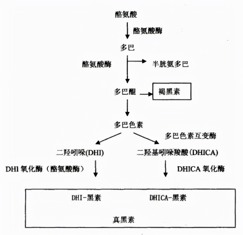 护肤秘籍你不知道的黑色素的天敌原来靠它就可以