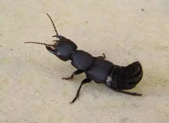 隐翅虫科里长得比较帅的ocypus olens   enacademic.com