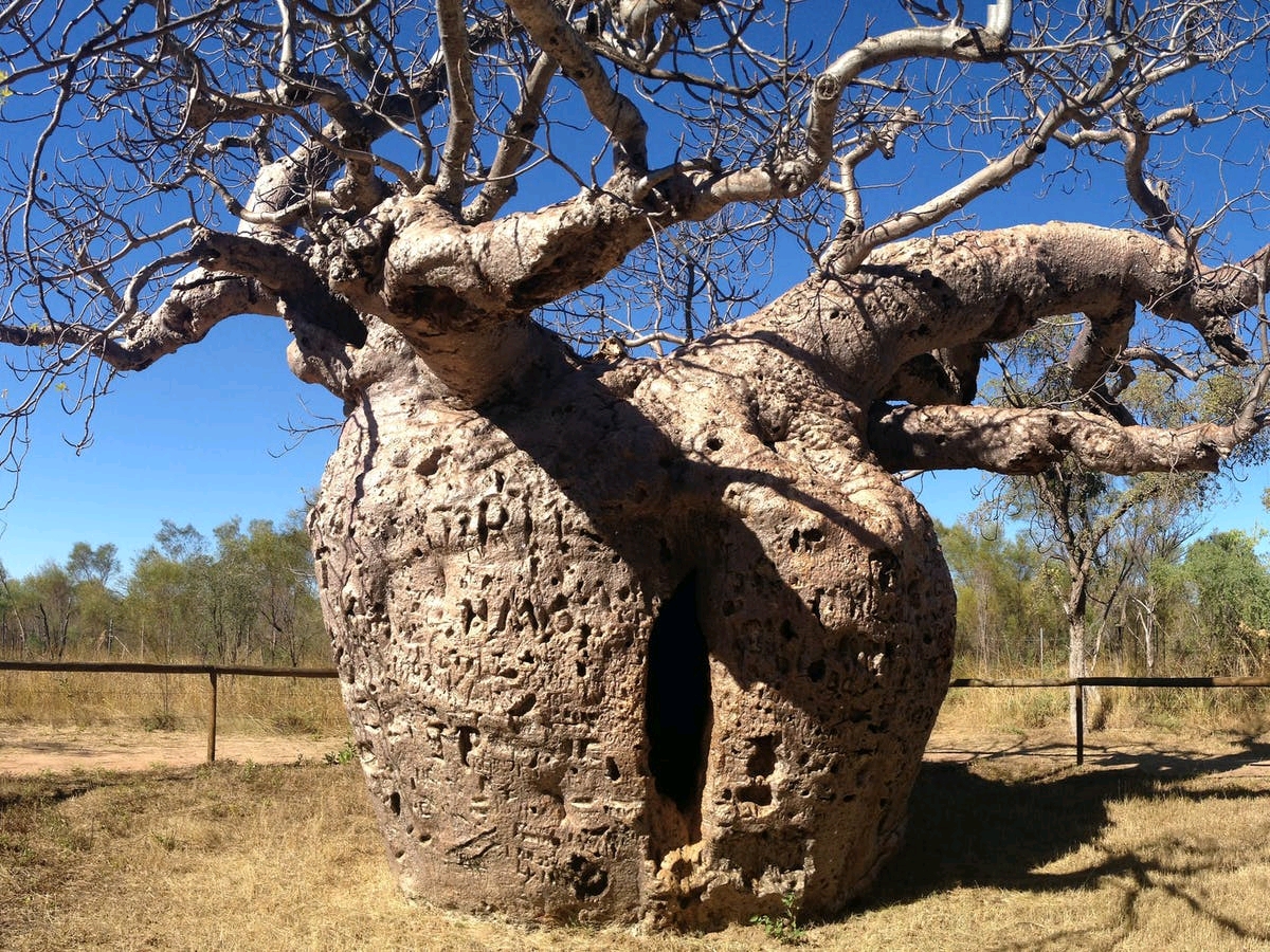 荒漠灯塔—猴面包树adansonia