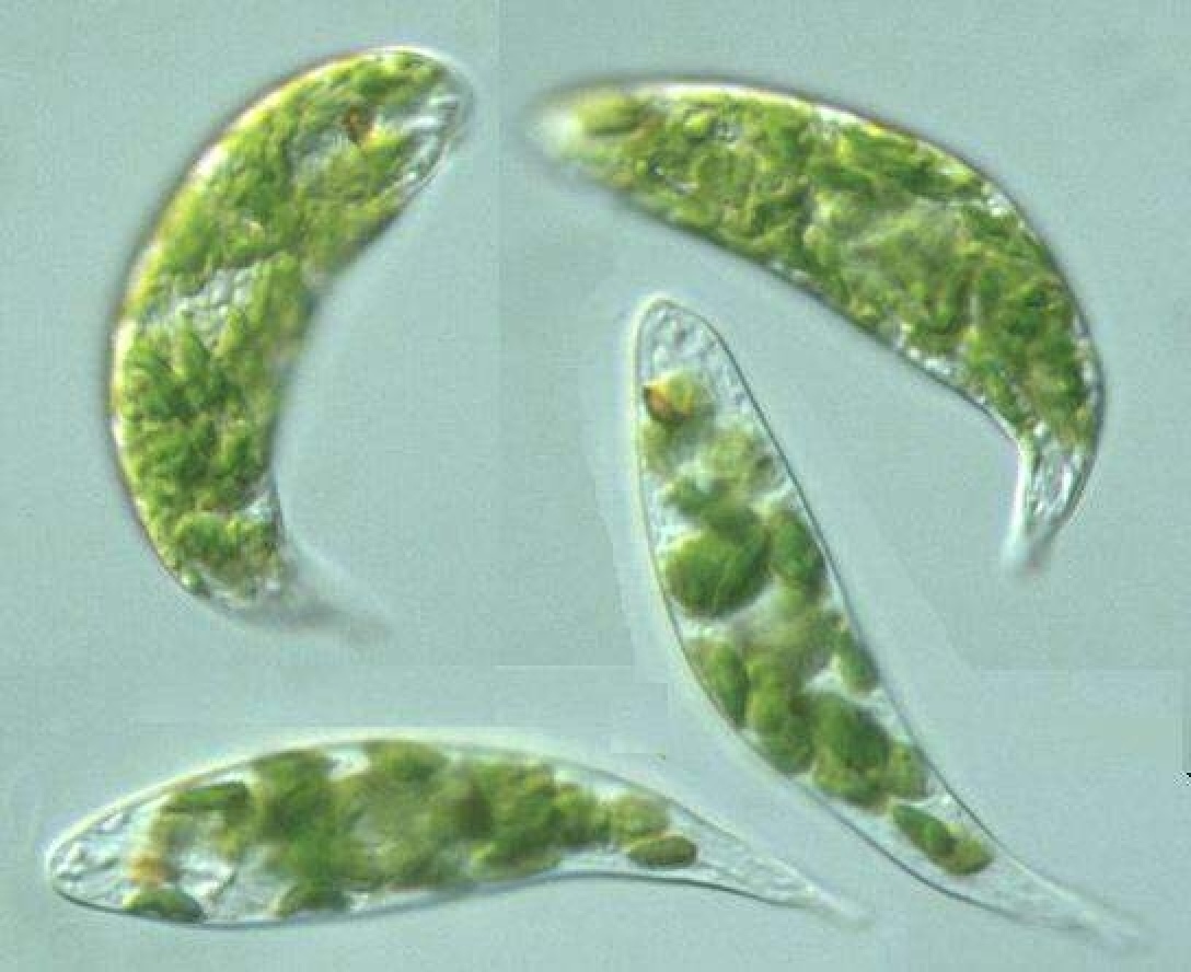 眼虫(euglena)