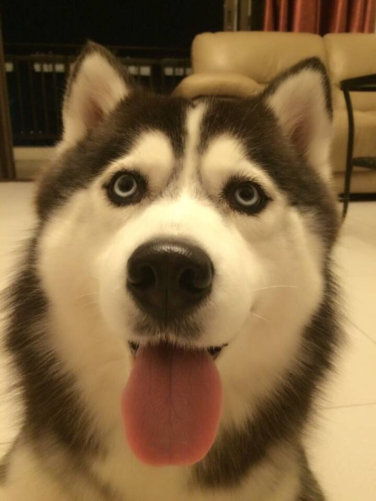 eve新手教程视频