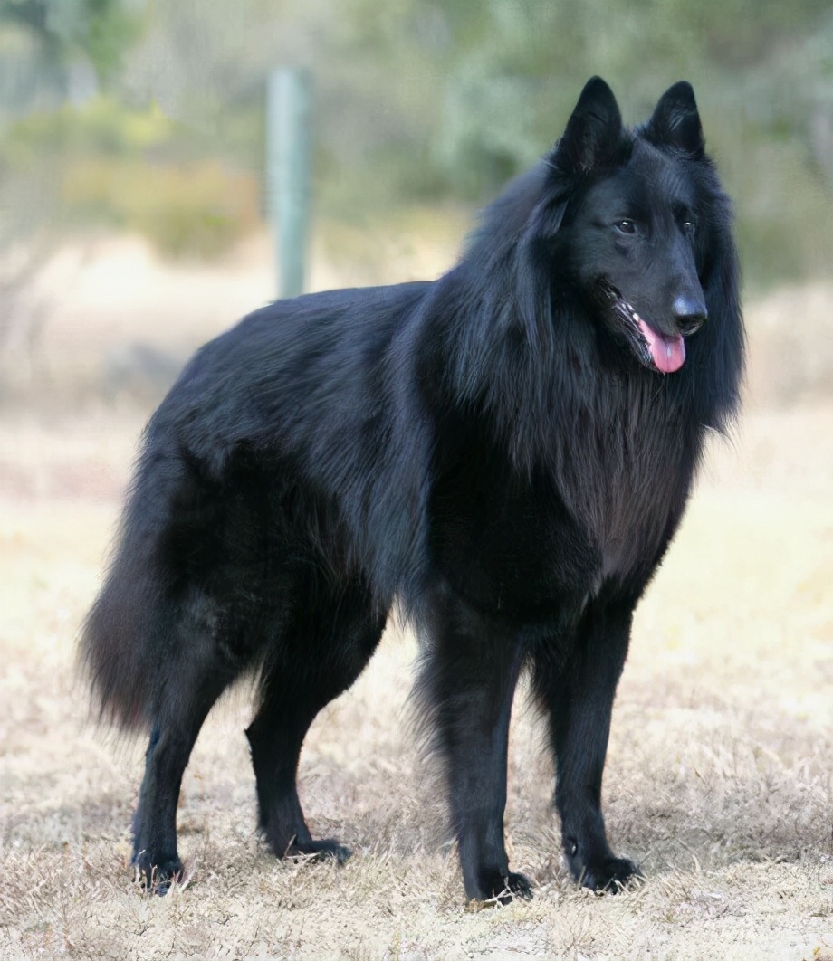 top14,比利时坦比连犬