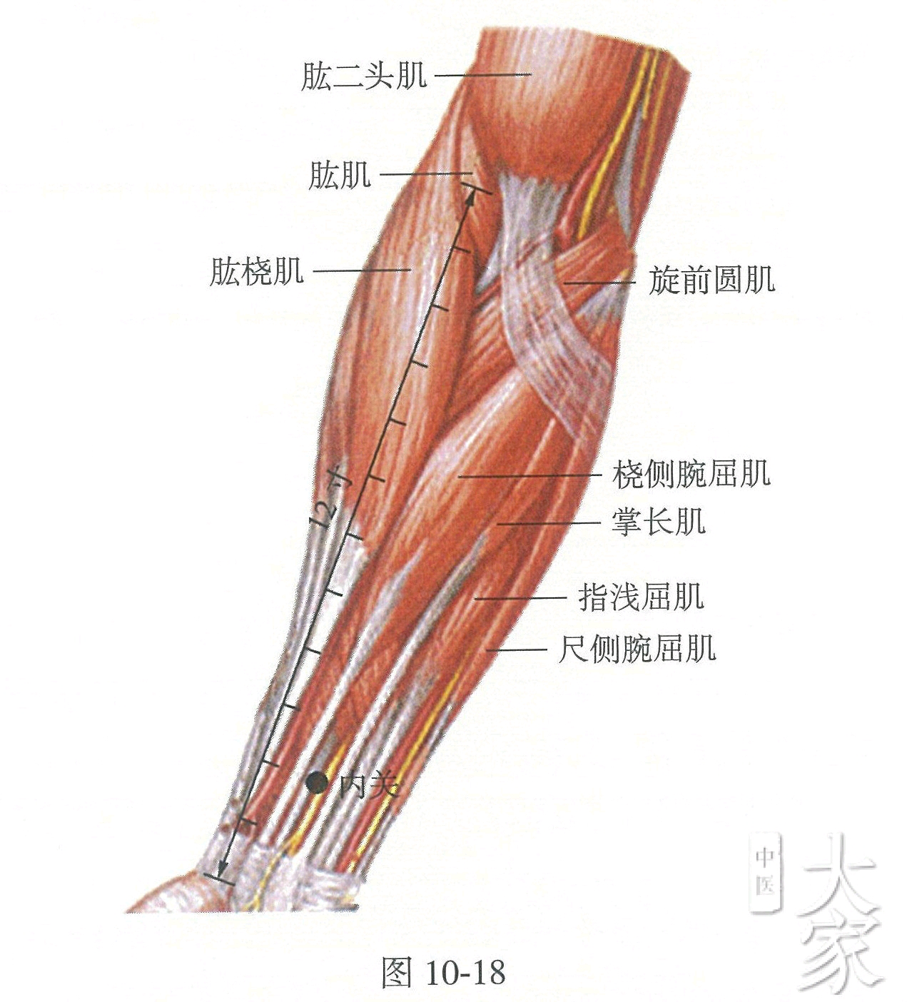 心包经——内关 内关:在前臂前区,腕掌侧远端横纹