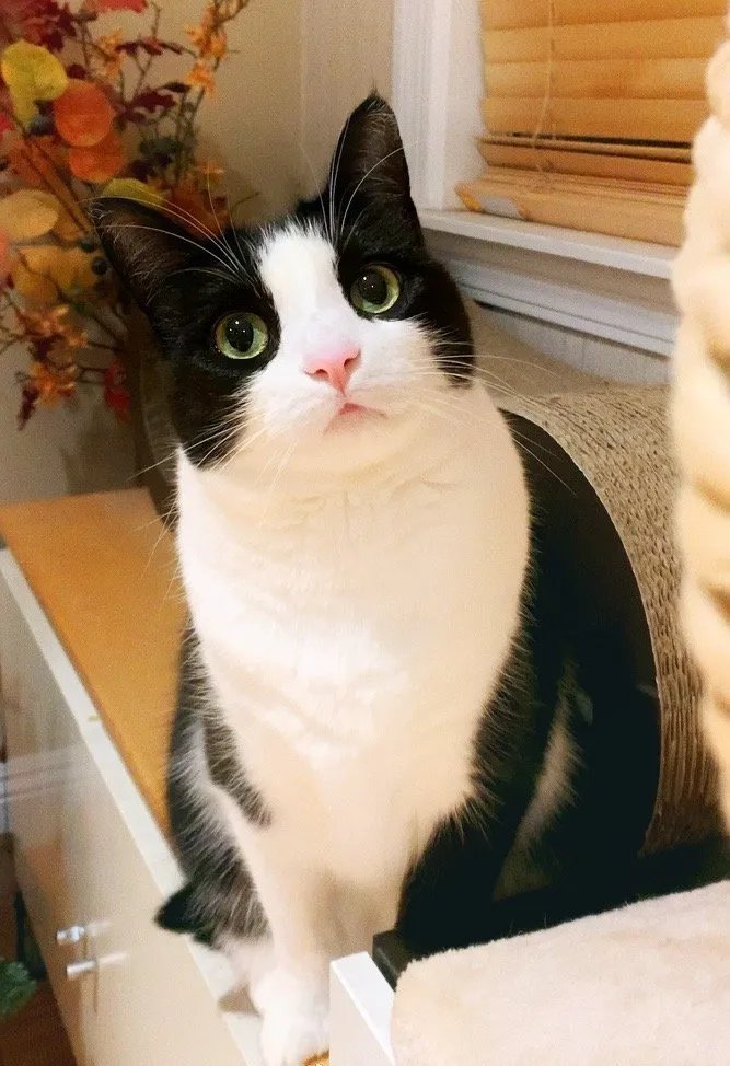 猫中哈士奇不要小瞧奶牛猫啊