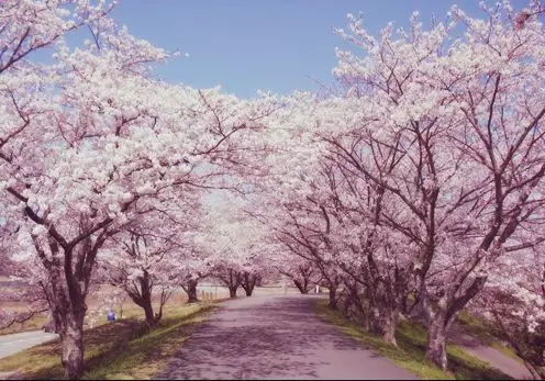 其中轮中路有着最密集的樱花林,绝对会让你过目不忘的.