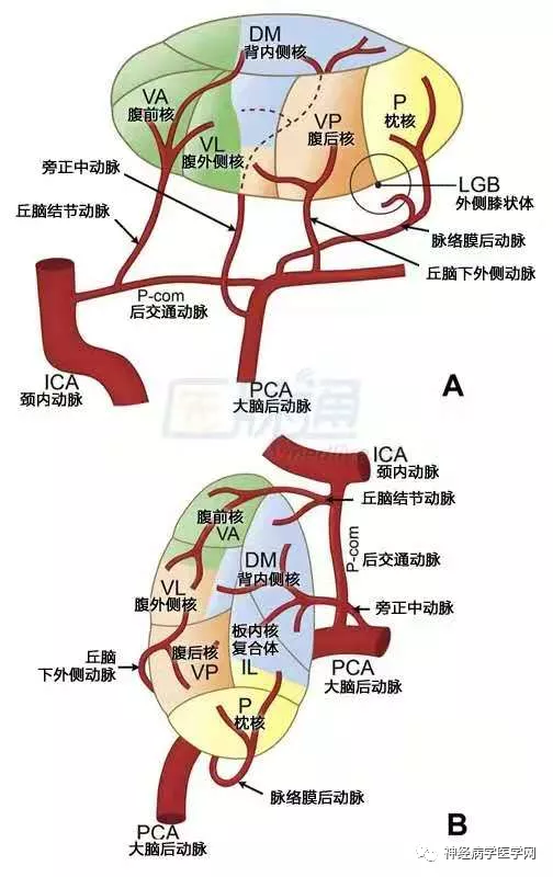 前核群:位于丘脑内髓板分叉部的前上方,为边缘系统的中继站,与下丘脑