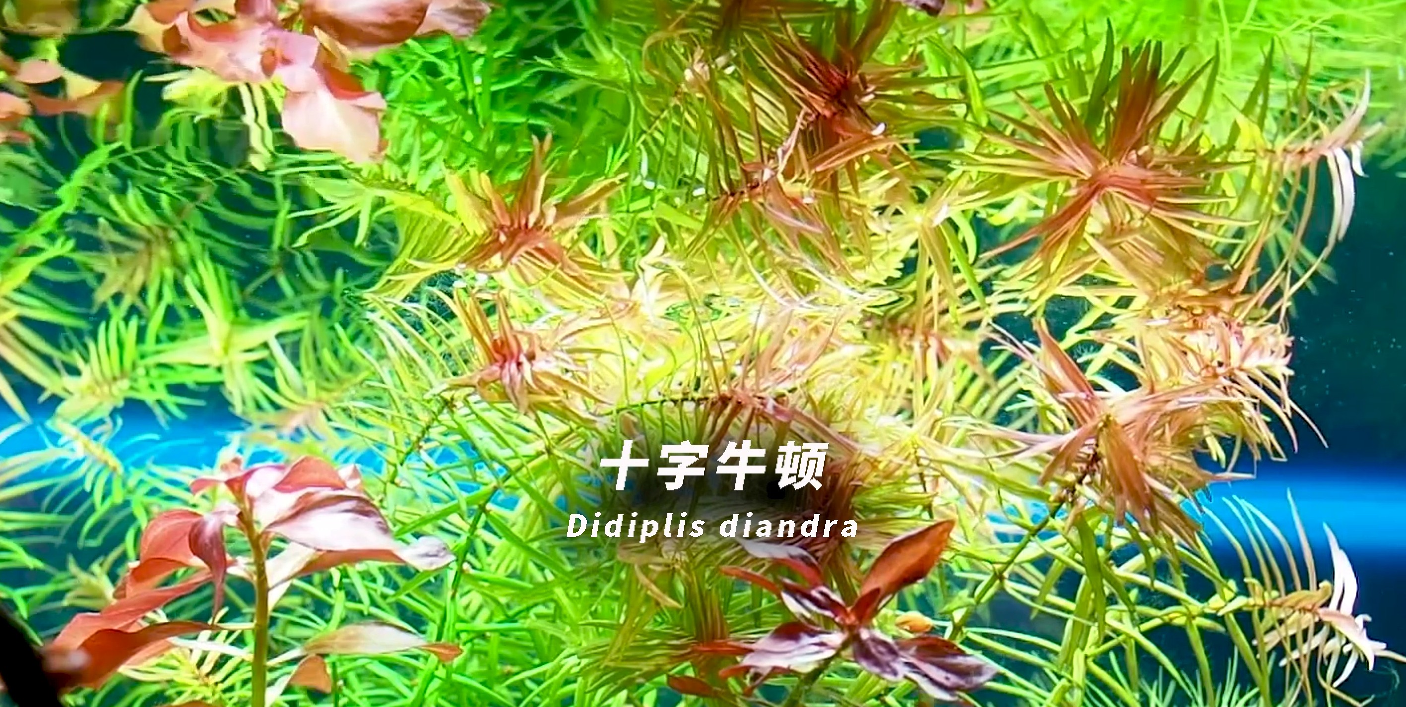 水草科普细叶牛顿