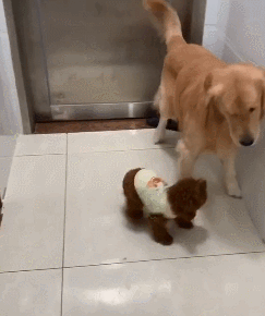 因为泰迪骨子里是胆小的 宠主要及时管教狗狗 不然泰迪会变得更加肆无