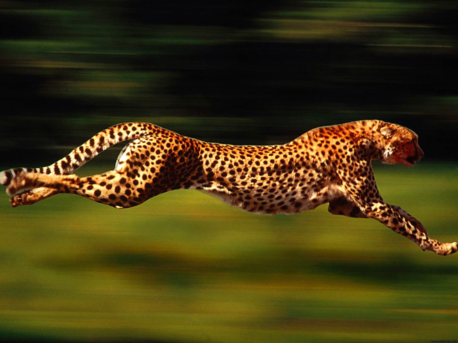 花豹分奔跑时速可达58公里/小时.相比奔跑,花豹更善于爬树.