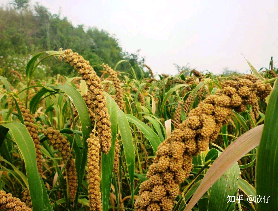 小米穗