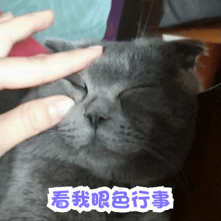 超可爱猫咪表情包gif睡觉篇