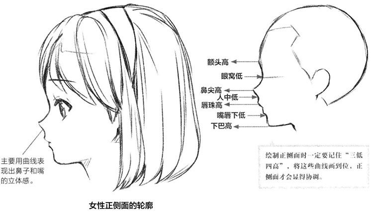 男性正侧面的轮廓
