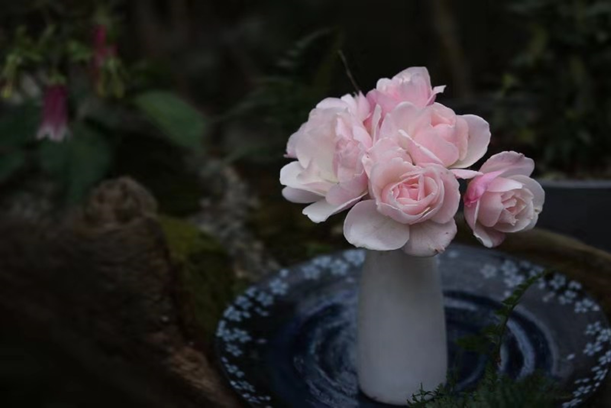 冬季粉花