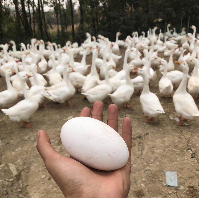 雨水多发蛋鸭该怎么防球虫病?球虫病的治疗