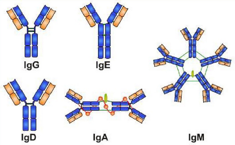 五类免疫球蛋白(ig)结构示意图