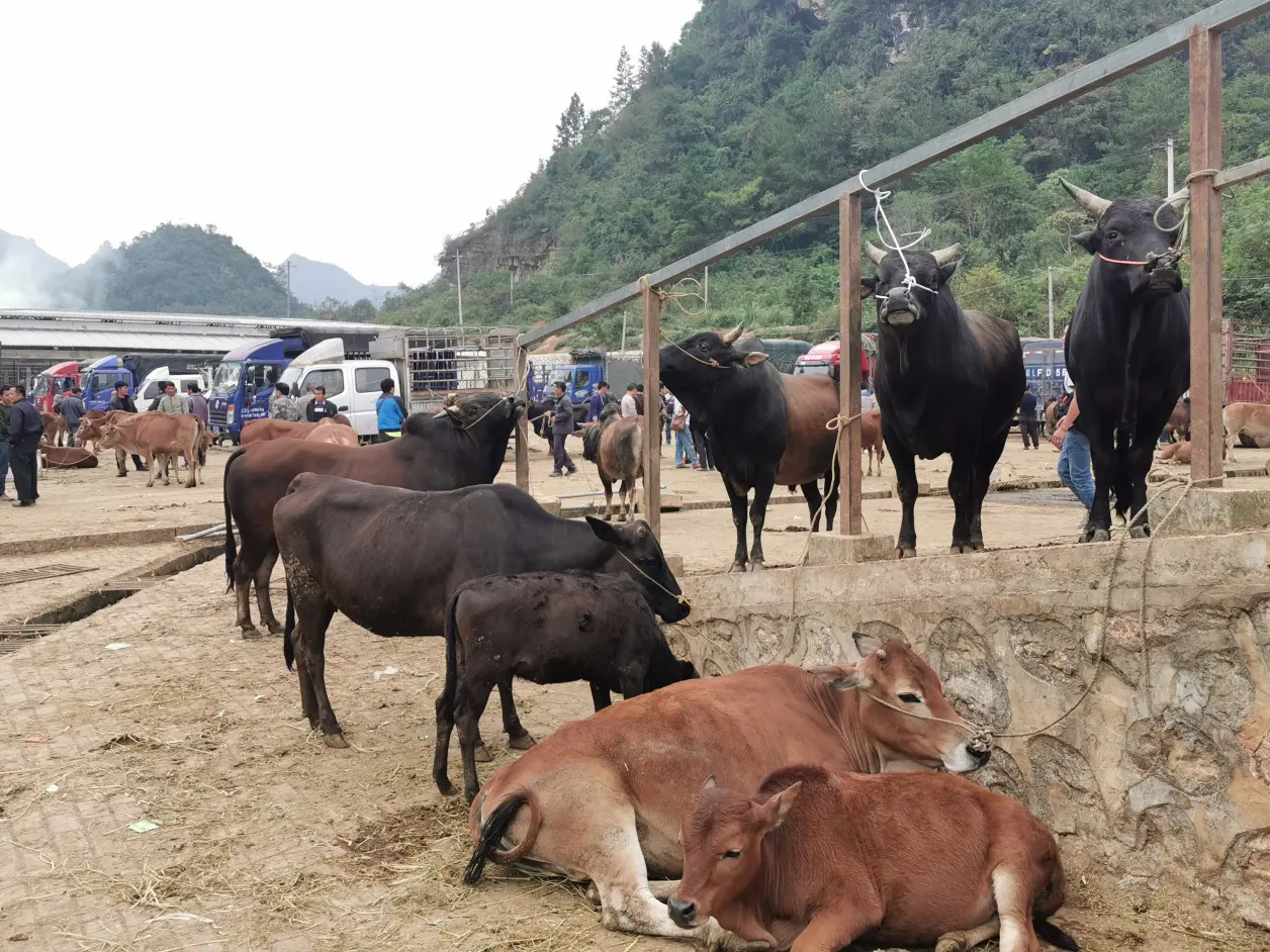 靖西市龙临大牲畜交易市场