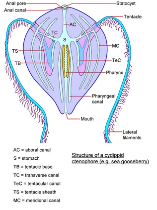栉水母结构图