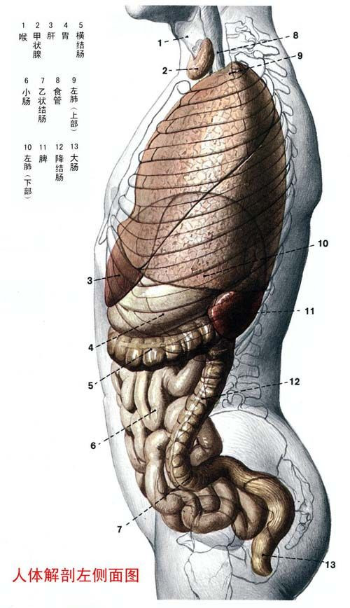 史上最全的人体(组织器官)全图