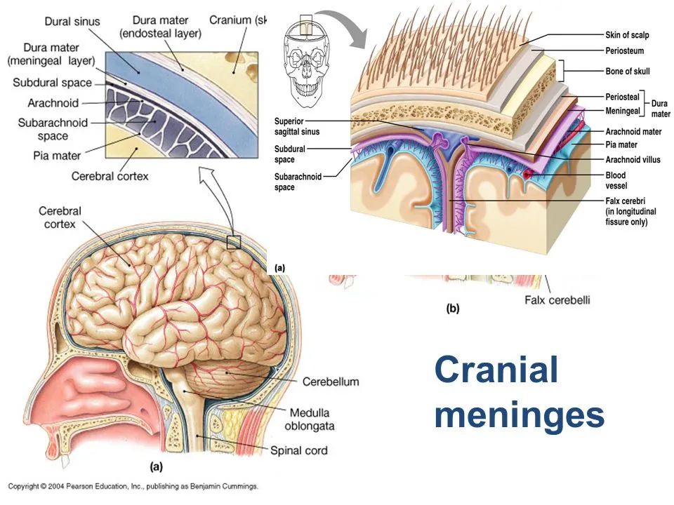 脑池及脑池周围解剖【史上最全,人手一册】 脑brain 外包被 硬脑膜