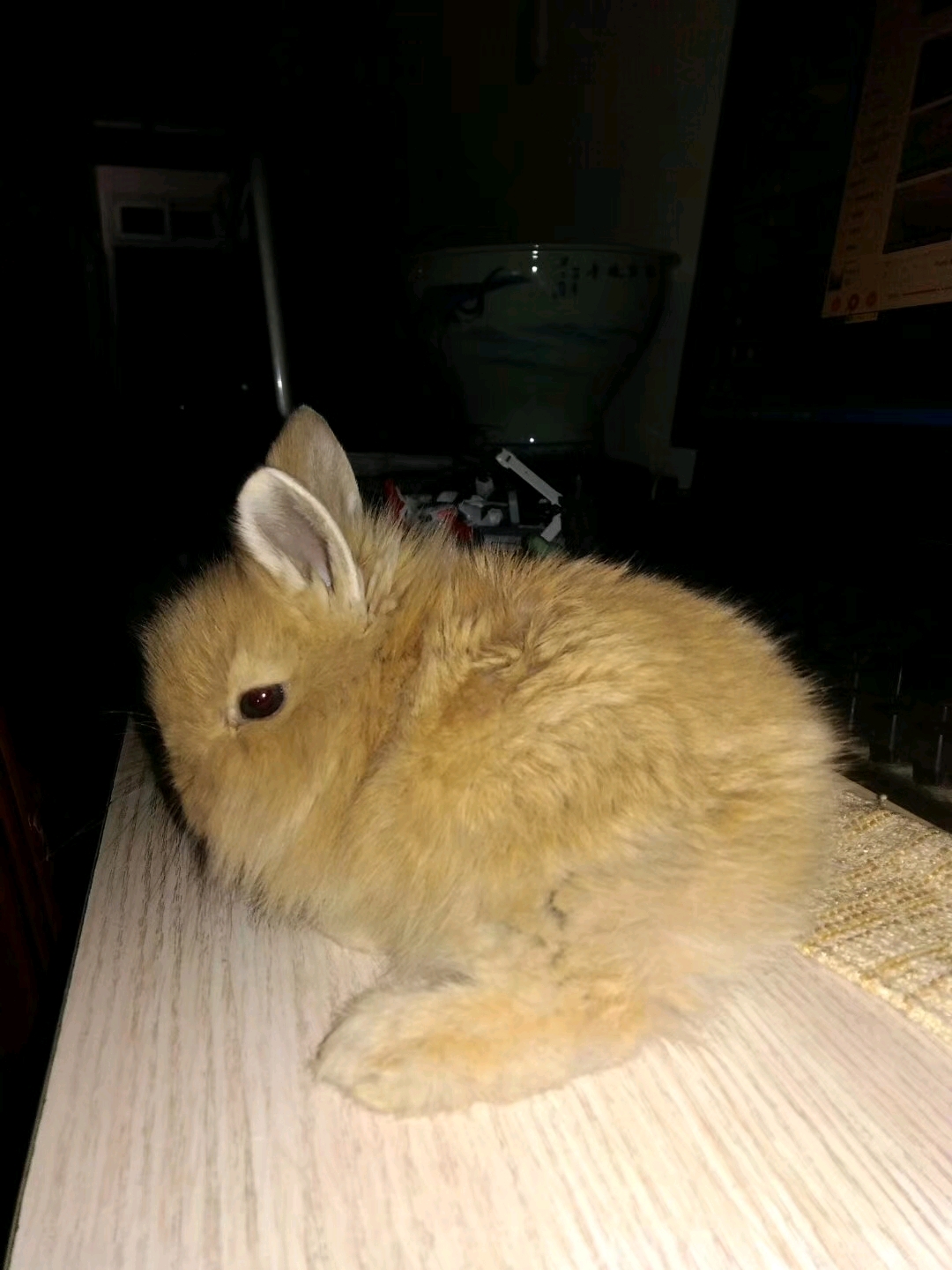 几个月做绝育 8d061e518d46fccd039038e991547c1970d95416.jpg