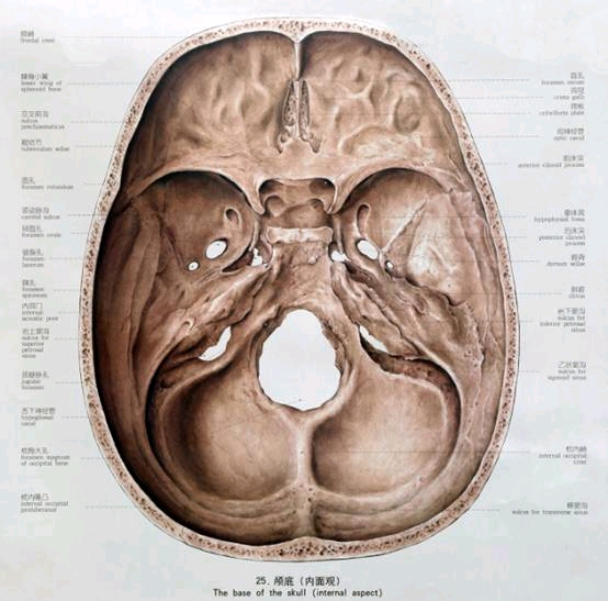 科技 学习 人体解剖学第3讲-骨学颅骨-1 颅底内面高低不平,呈阶梯状的
