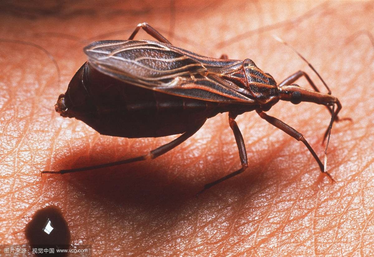 锥蝽有多恐怖?