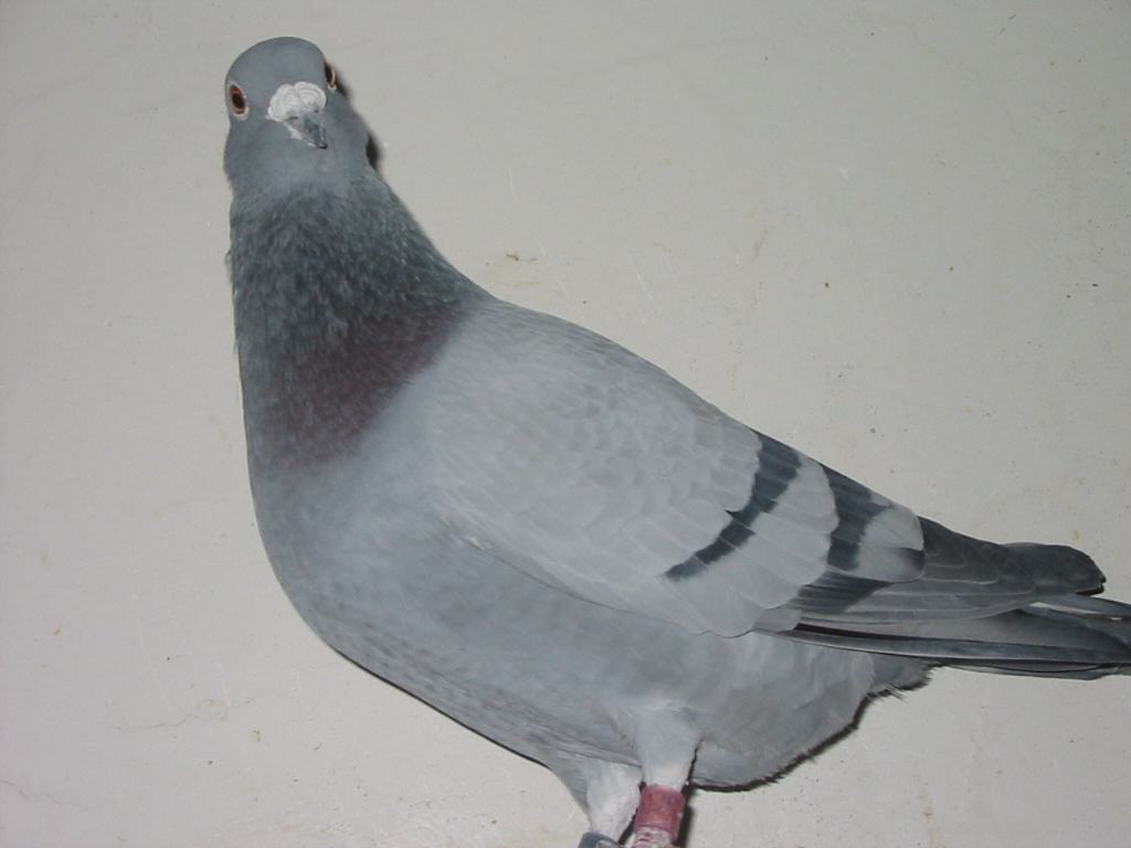 3,灰鸽子