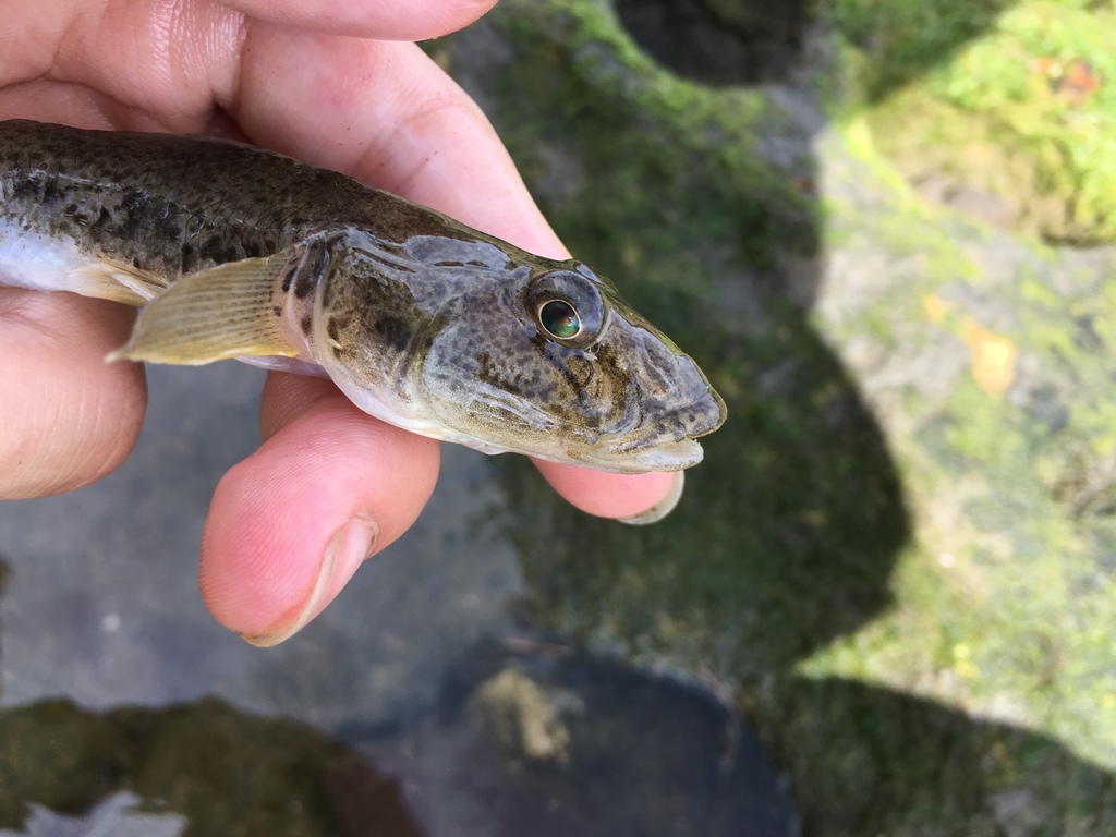 悉尼个人鱼类记录(77)黄鳍刺鰕虎鱼