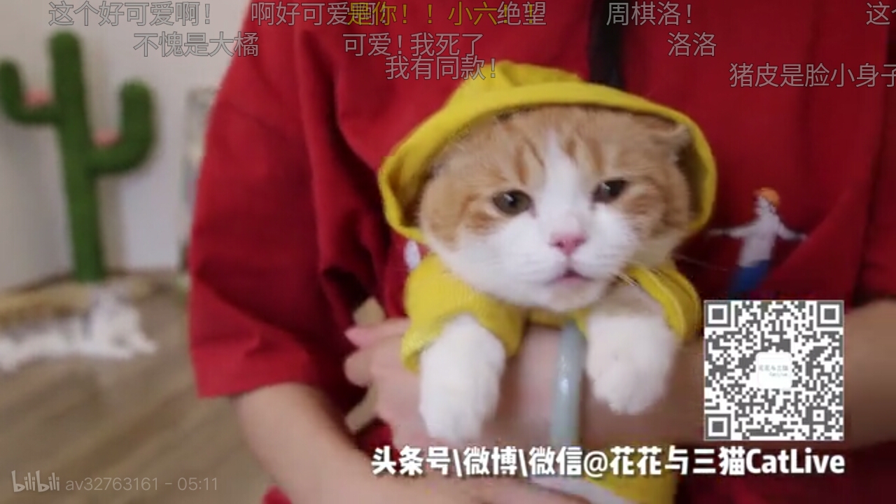 1花花与三猫(中分大佬\/皮皮\/李白\/杜甫)(做有钱人家的猫的生活真好~)