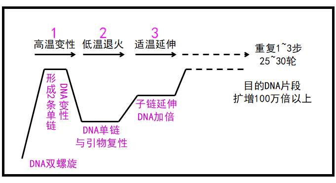 pcr技术利用的原理(2)