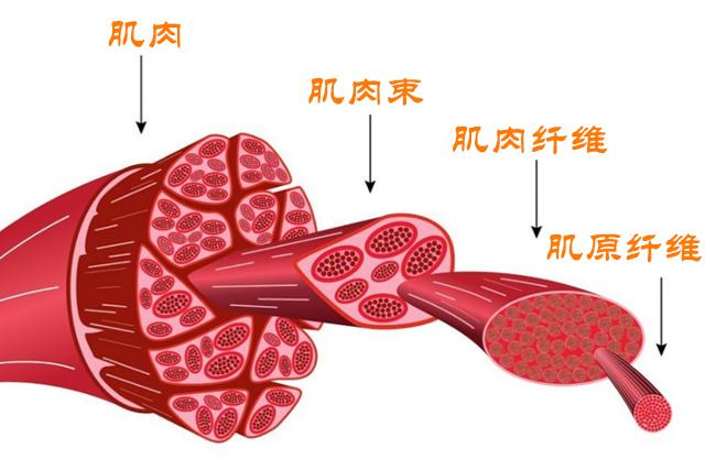 肌肉紧张不等于肌肉发达扳机点肌肉结节与肌纤维的关系