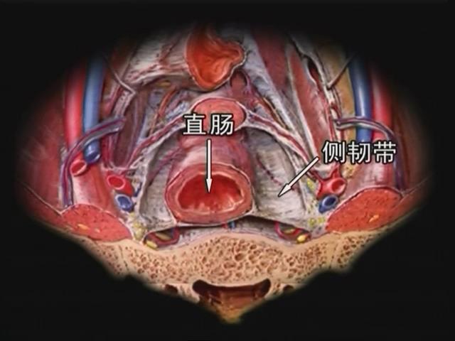 肛周解剖直肠毗邻