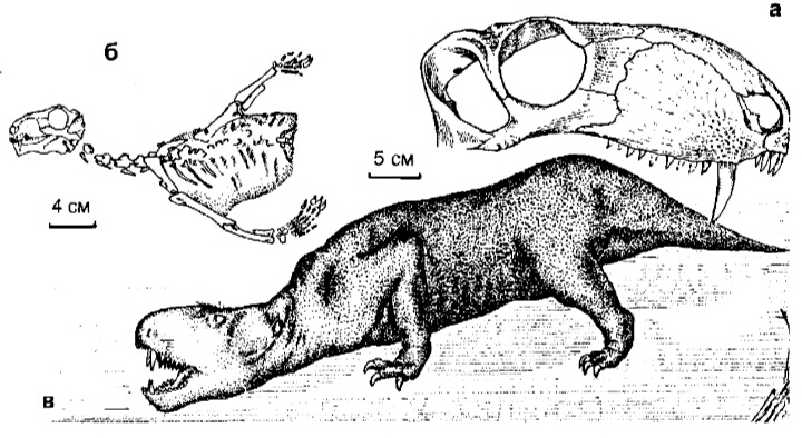 巴莫尔合齿兽syodon biarmicum
