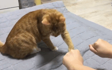 又到猫咪发情高峰期,该如何照顾?