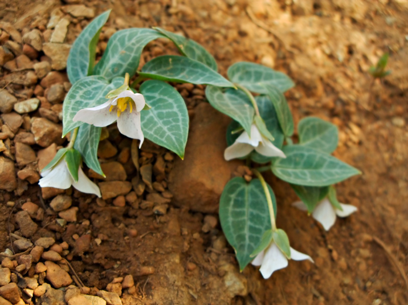 衣笠草属(kinugasa) 黑药花属 (melanthium) 重楼属(paris) 拟延龄草