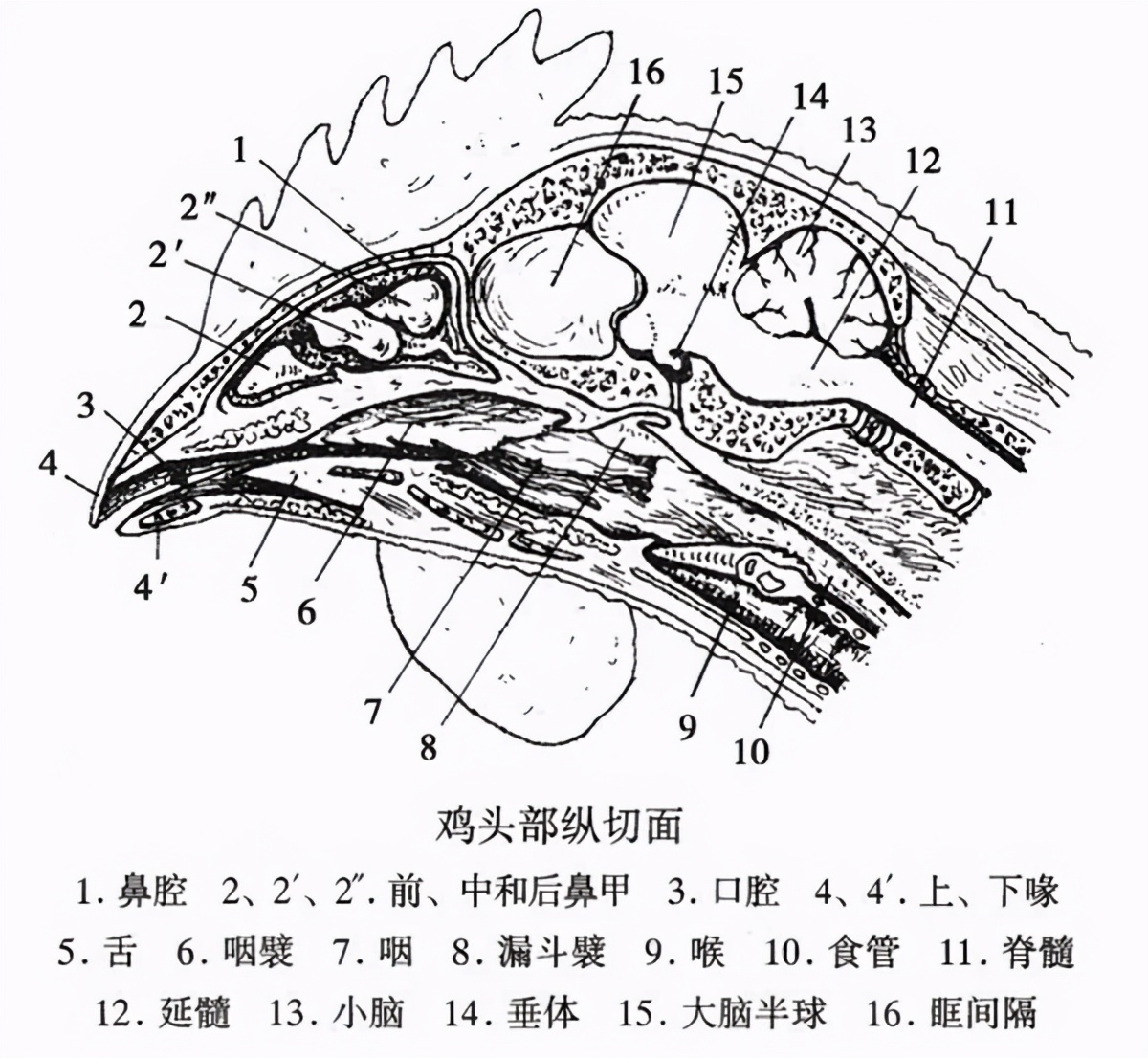 据了解,鸡的头部结构比较特别,奥尔森砍掉的只是麦克大脑的脑叶部分