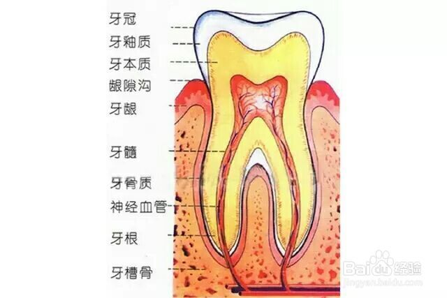 此动作主要清洁牙冠近牙龈1/3以及与牙龈交界处和刷毛能够达到的邻接