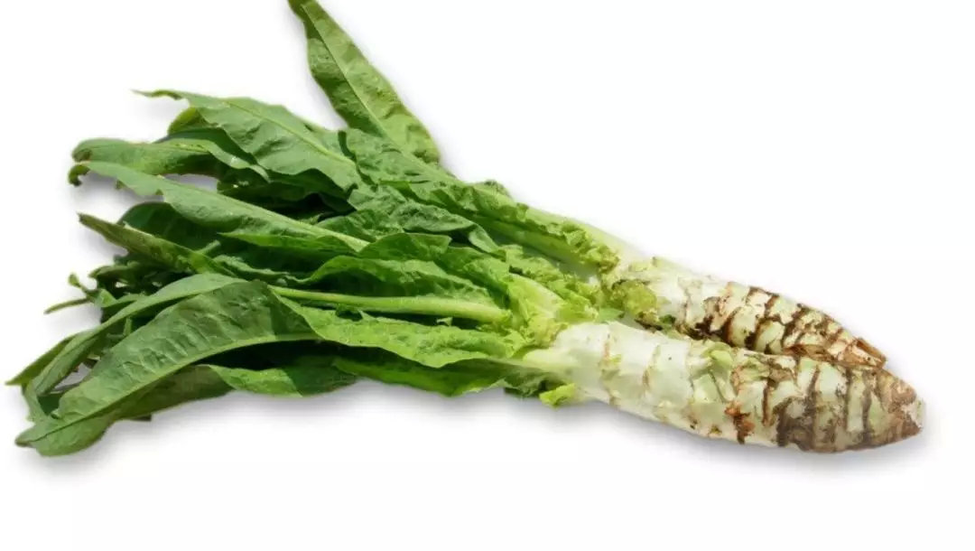 什么样的笋芽儿 8ea49c9ff634fa8b2db98bb6388cc678677690c4.jpg