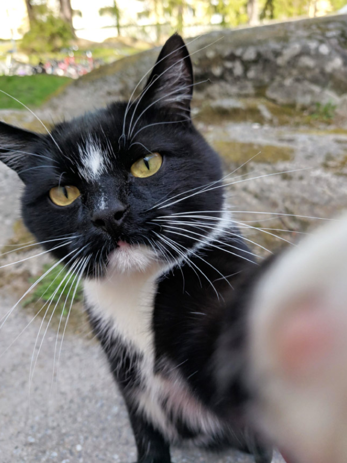 猫自拍照的图片 8ec4c32c2d2e84f5d39ad34e35a5e77de67dbe6c.png