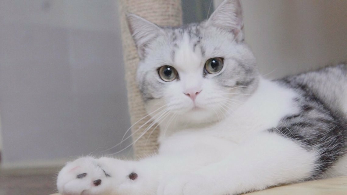 国产和进口猫粮推荐