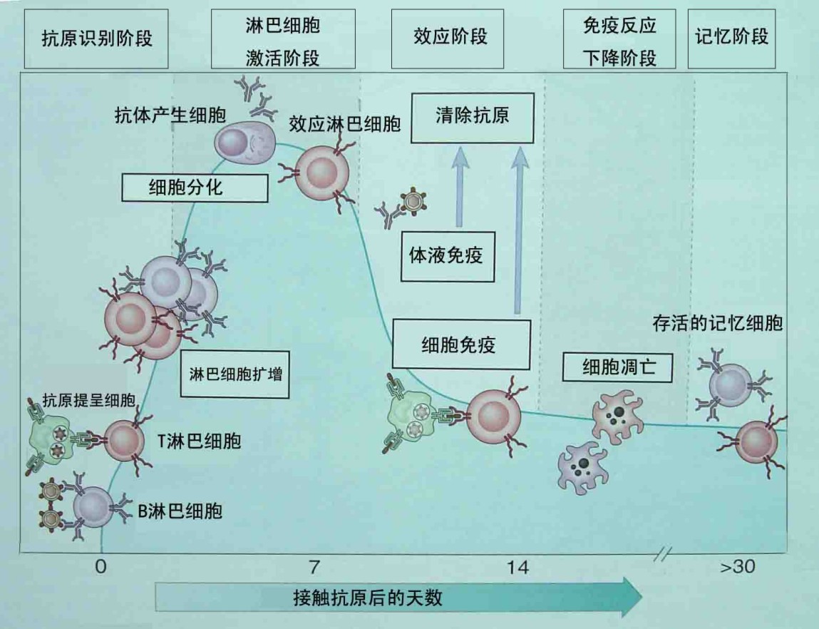 特异性免疫的简要过程