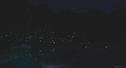 萤火虫