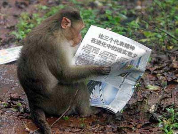 新手如何快速学会玩猴子 8f2a42b2444c60d8d03fa96836c5919938938c5f.jpg