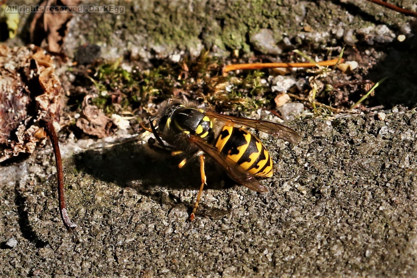 普通黄胡蜂 vespula vulgaris