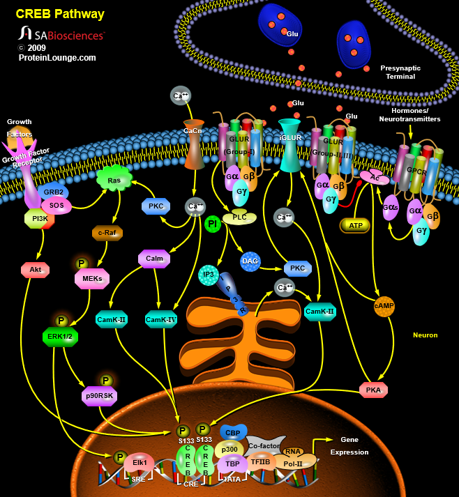 Creb Pathway