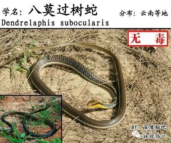 43. dendrelaphis subocularis 八莫过树蛇  (boulenger, 1888)