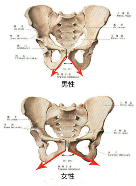 最后,把臀部骨骼简化成体块看看