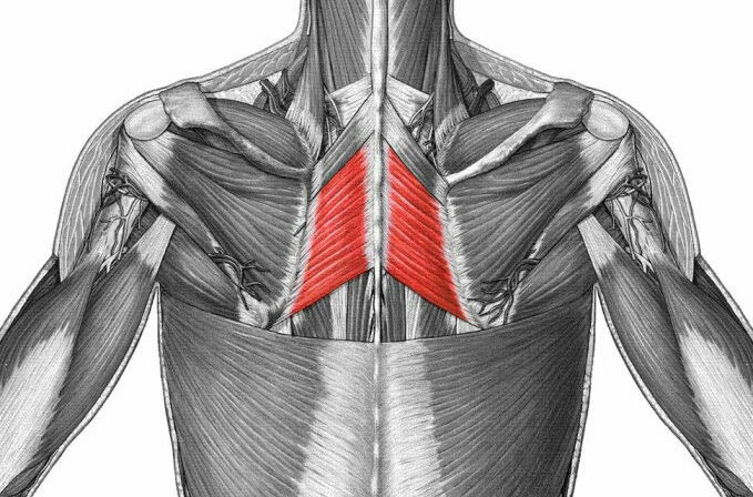 功能:两肌收缩时,拉肩胛骨向上内.